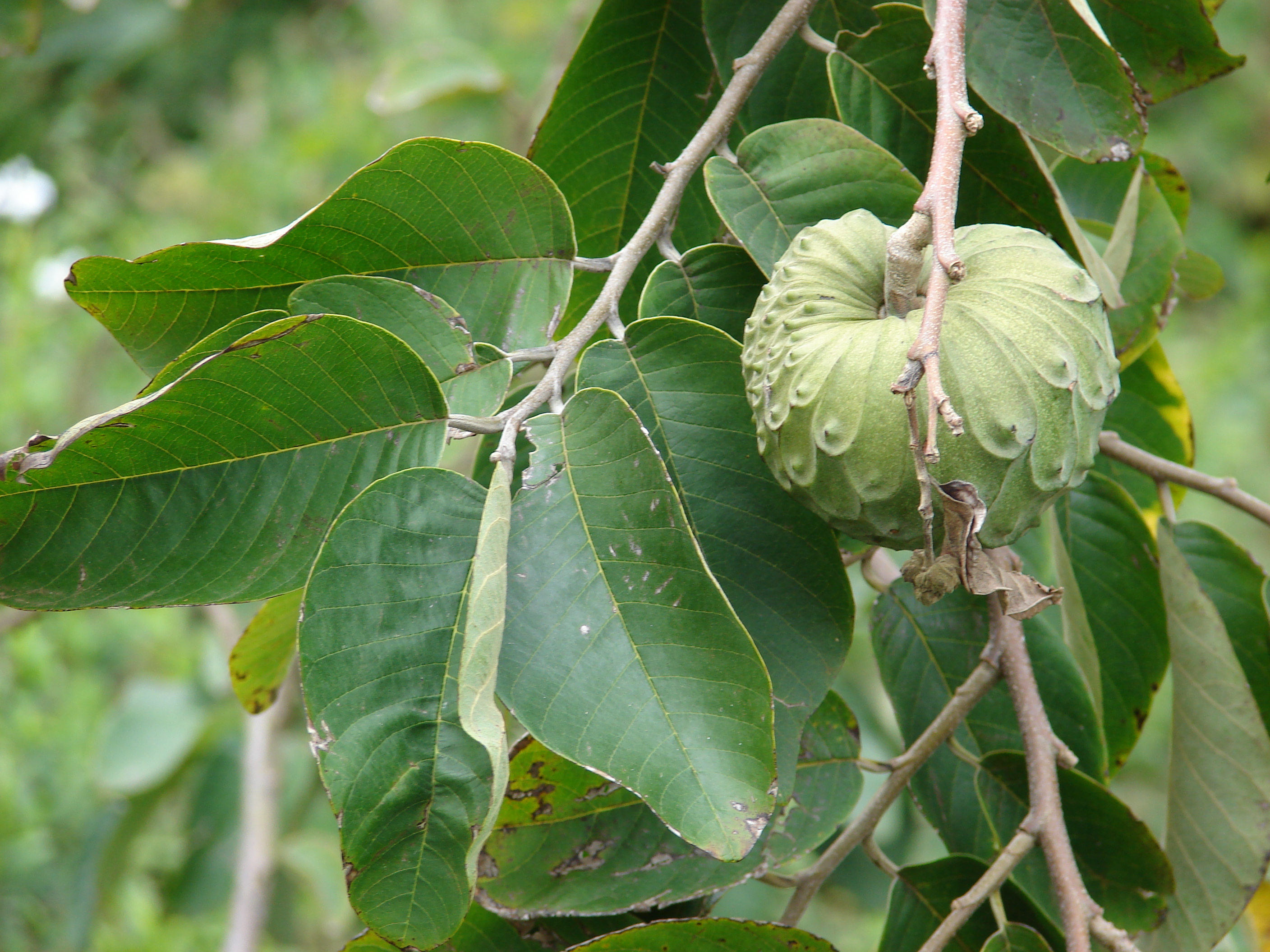 Annona cherimola BD source